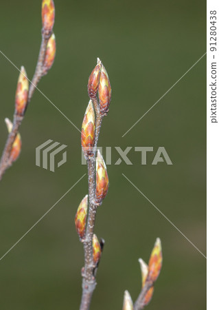 Leaf buds of Carpinus betulus Fastigiata. Leaf buds of Carpinus betulus Fastigiata. 91280438