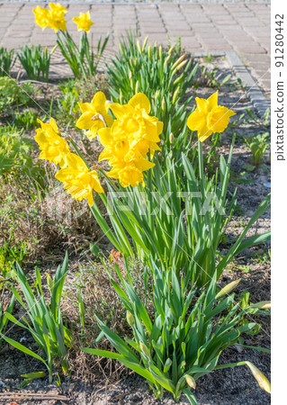 Narcissus jonquilla, commonly known as jonquil or rush daffodil. Narcissus jonquilla, commonly known as jonquil or rush daffodil. 91280442
