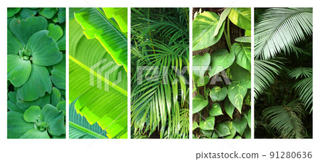 Vertical banners with lush tropical foliage. Tropical plants with green leaves in a exotical garden Vertical banners with lush tropical foliage. Tropical plants with green leaves in a exotical garden 91280636