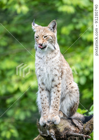 Wild lynx in natural habitat 91280740
