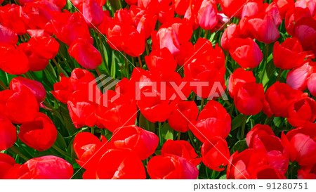 Tulips in Gulhane Park in Sultanahmet area. Istanbul. 91280751