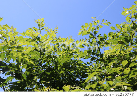 格里菲斯在花園裡的灰燼 格里菲斯在花園裡的灰燼 91280777
