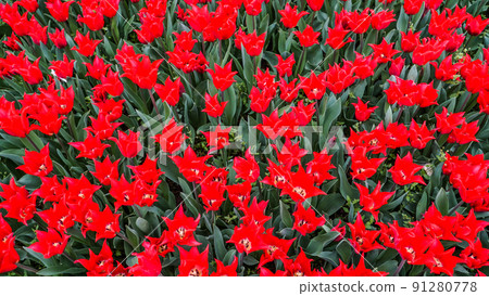 Tulips in Gulhane Park in Sultanahmet area. Istanbul. Tulips in Gulhane Park in Sultanahmet area. Istanbul. 91280778