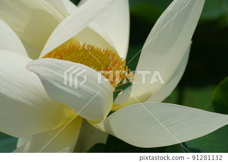 White lotuses in Morikawa Hanahasu fields in Aisai City, which have begun to bloom toward the blue sky White lotuses in Morikawa Hanahasu fields in Aisai City, which have begun to bloom toward the blue sky 91281132