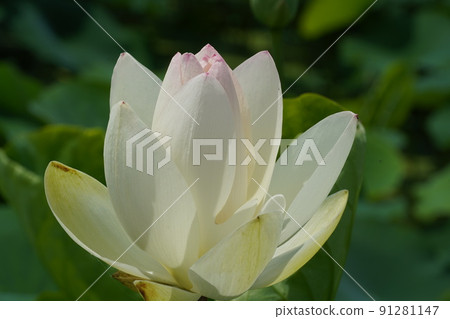 向藍天綻放的蓮田的哈斯田 向藍天綻放的蓮田的哈斯田 91281147