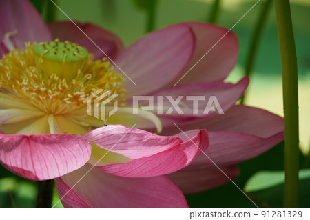 向藍天綻放的蓮田的哈斯田 向藍天綻放的蓮田的哈斯田 91281329