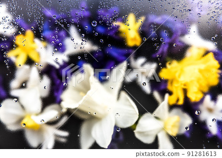 Floral background. Various daffodil flower heads, hyacinth blurred top view flat lay with water drops on the glass. Deep purple, pink, white, yellow colors. Copy space for text. High quality photo 91281613