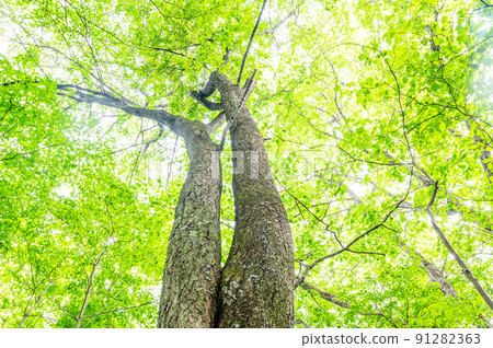 Beautiful birch tree in early summer 91282363