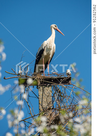 Beautiful one white storks Ciconia ciconia on a background of blue sky 91282562