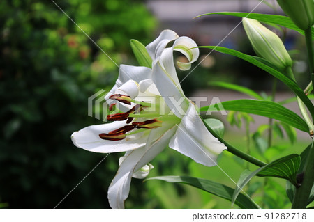 White eyes White eyes 91282718