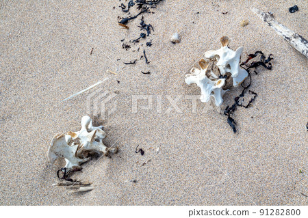 Sheep spine lying on the sandy beach in Ireland 91282800