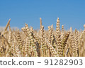 Front view of ears of grain, wheat or rye with blurred background and blue sky 91282903