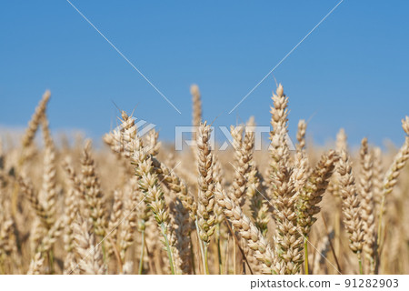 Front view of ears of grain, wheat or rye with blurred background and blue sky Front view of ears of grain, wheat or rye with blurred background and blue sky 91282903