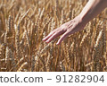female hand with ears of grain, wheat or rye with blurred background 91282904