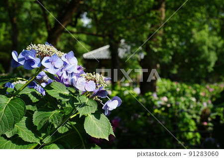 藤森神社繡球花 藤森神社繡球花 91283060