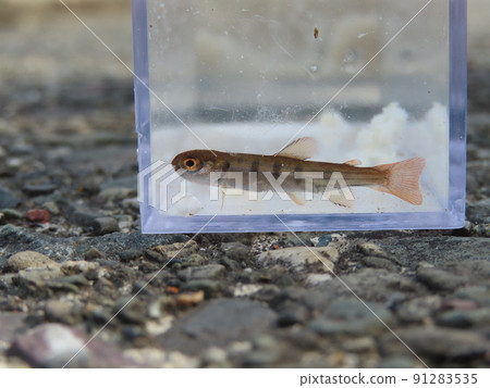 Observation of juvenile yamame trout (horizontal) 91283535