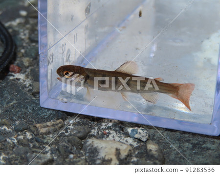 We are observing juvenile yamame trout in an observation aquarium. 91283536