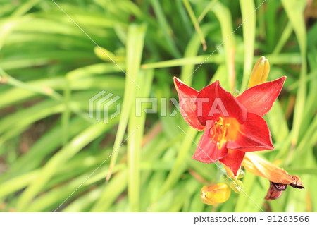 Aquatic Botanical Garden in Kusatsu City, Shiga Prefecture Mizunomori scenery, flowers, rainy season, scent, planting [June] 91283566