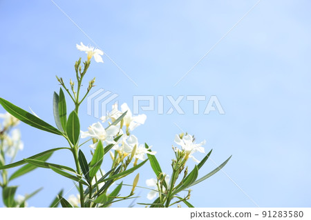 滋賀縣草津市水之森水生植物園風景、花卉、雨季、香味、種植[6月] 91283580