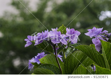 Colorful hydrangea that gets wet in the rain 91283671