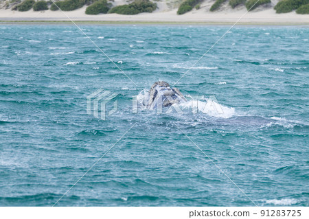 Whale watching from Valdes Peninsula,Argentina. Wildlife Whale watching from Valdes Peninsula,Argentina. Wildlife 91283725