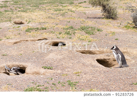 Magellanic penguins. Punta Tombo penguin colony, Patagonia Magellanic penguins. Punta Tombo penguin colony, Patagonia 91283726