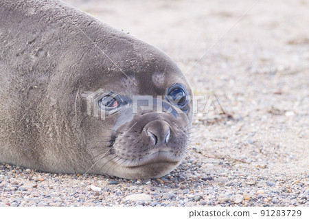 Elephant seal on beach close up, Patagonia, Argentina Elephant seal on beach close up, Patagonia, Argentina 91283729