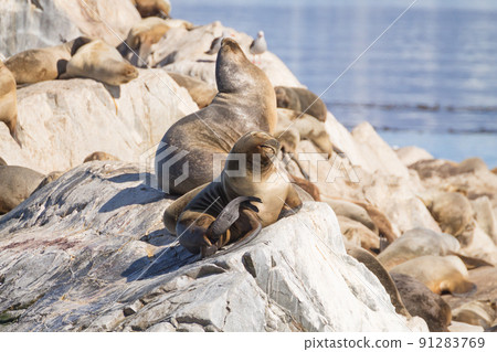 South American sea lion colony on Beagle channel 91283769