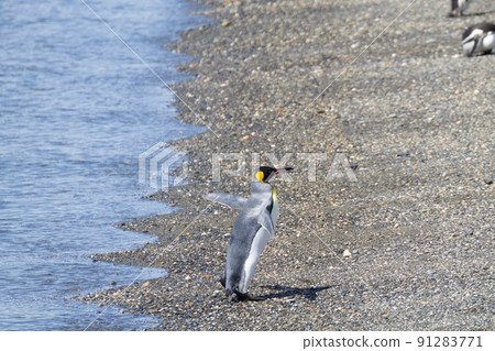 King penguin on Martillo island beach, Ushuaia King penguin on Martillo island beach, Ushuaia 91283771