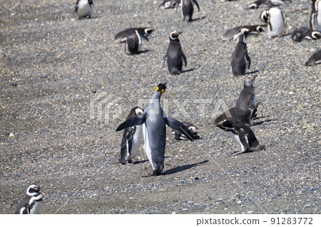 King penguin on Martillo island beach, Ushuaia King penguin on Martillo island beach, Ushuaia 91283772