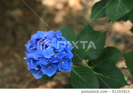 Aquatic Botanical Garden in Kusatsu City, Shiga Prefecture Mizunomori scenery, flowers, rainy season, scent, planting [June] 91283923