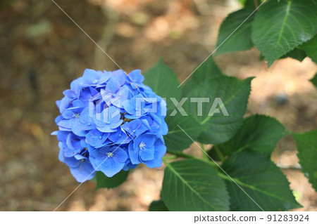 Aquatic Botanical Garden in Kusatsu City, Shiga Prefecture Mizunomori scenery, flowers, rainy season, scent, planting [June] 91283924