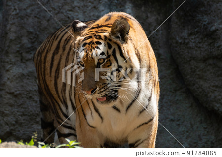 Cool tiger 91284085