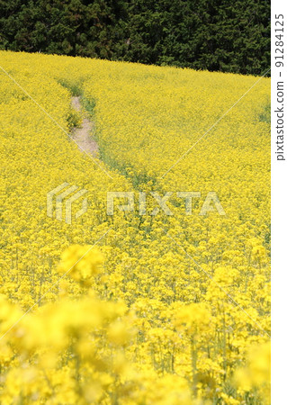 Rape flower field trail 91284125