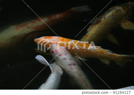 Swimming carp 91284127