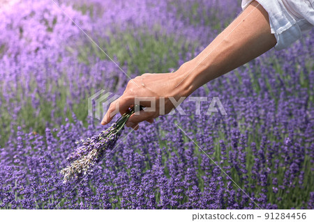 lavender, flower, field 91284456