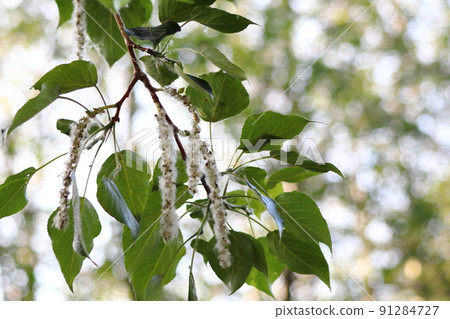Poplar seeds Poplar seeds 91284727