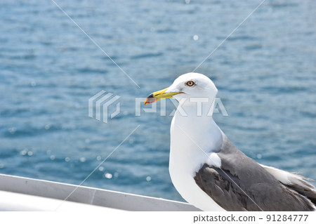Seagull watching the sea Seagull watching the sea 91284777