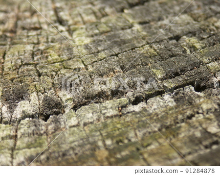Cut surface of old zelkova stump cut to prevent fallen trees Cut surface of old zelkova stump cut to prevent fallen trees 91284878