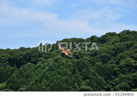 A kite flying in the blue sky A kite flying in the blue sky 91284904
