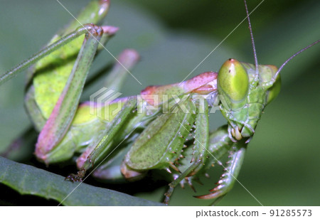 Praying Mantis, Sierra de Guadarrama National Park, Spain 91285573