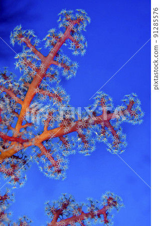 Multi-branched Trees Soft Coral, Bunaken National Marine Park, Indonesia 91285576