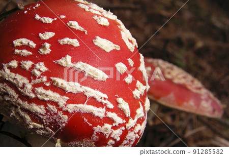 Fly Agaric, Sierra de Guadarrama National Park, Spain 91285582
