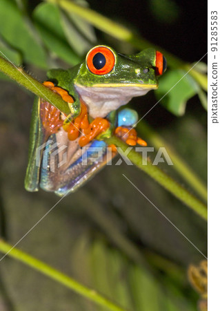 Red-eyed Tree Frog, Tropical Rainforest, Costa Rica 91285583