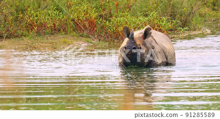 Greater One-horned Rhinoceros, Royal Bardia National Park, Nepal 91285589