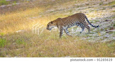 Sri Lankan Leopard, Wilpattu National Park, Sri Lanka 91285619