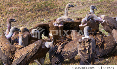Griffon Vulture, Monfrague National Park, Spain 91285625