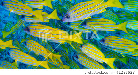 Blue-striped Snapper, North Ari Atoll, Maldives 91285628