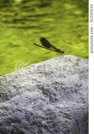 wild dragonfly 91285634