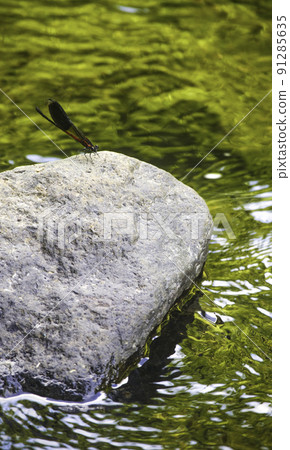 wild dragonfly 91285635